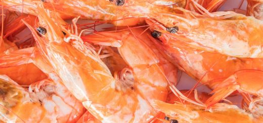 Fresco ou congelado: Bomar Pescados explica os cuidados na hora de escolher camarão e lista 3 formas de prepará-lo