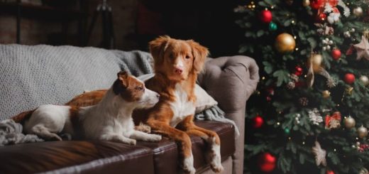 Saiba como preparar uma Ceia de Natal exclusiva para seu pet