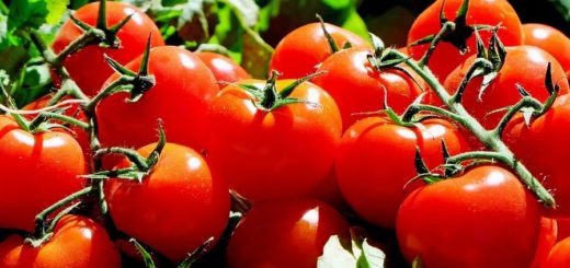 Fortaleza traz dicas para a escolha do tomate ideal