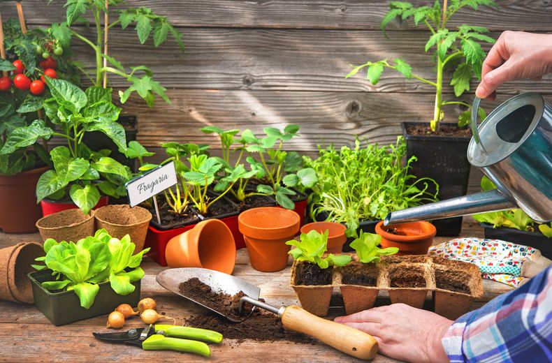 Horta em casa contribui para hábitos mais saudáveis