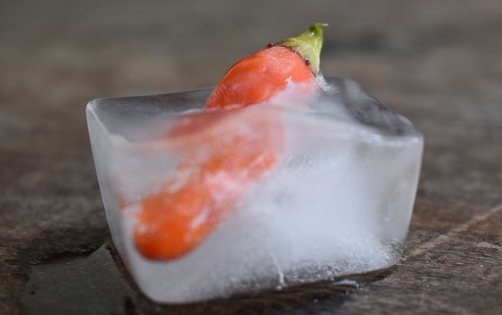 Comida congelada: processo mantém os alimentos mais saudáveis, seguros e saborosos 