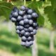 Conheça os benefícios das uvas pretas para a saúde