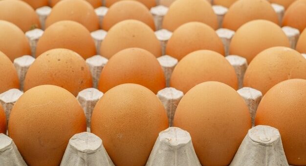 Brasileiros estão entre os maiores consumidores de ovos do mundo: mas você sabe como escolher um?