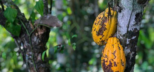 Conheça os benefícios de incluir o cacau combinado com especiarias amazônicas para a saúde