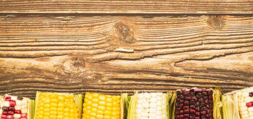 Conheça os diferentes tipos de milho e como utilizá-los em receitas típicas