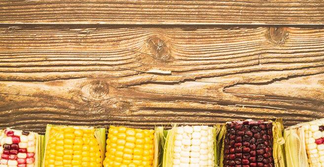 Conheça os diferentes tipos de milho e como utilizá-los em receitas típicas