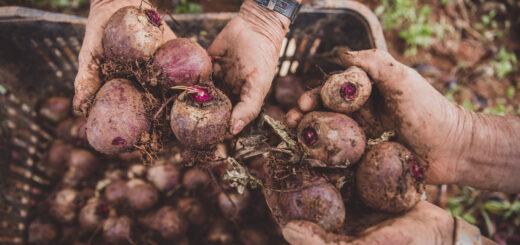 Saúde no prato: Os 4 benefícios de incluir alimentos orgânicos na sua rotina