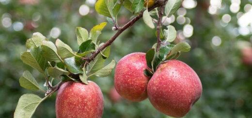 A maçã é a fruta ideal para recuperar o corpo depois das festas