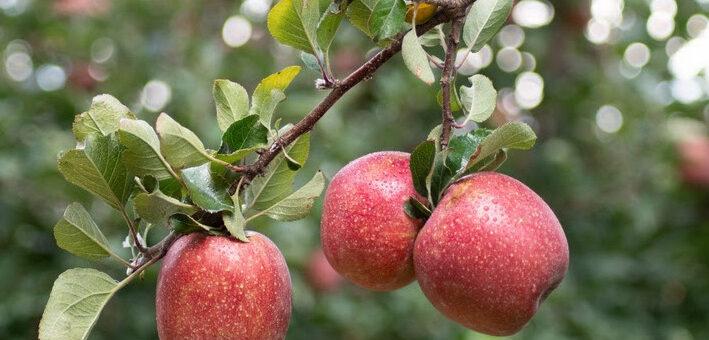 A maçã é a fruta ideal para recuperar o corpo depois das festas