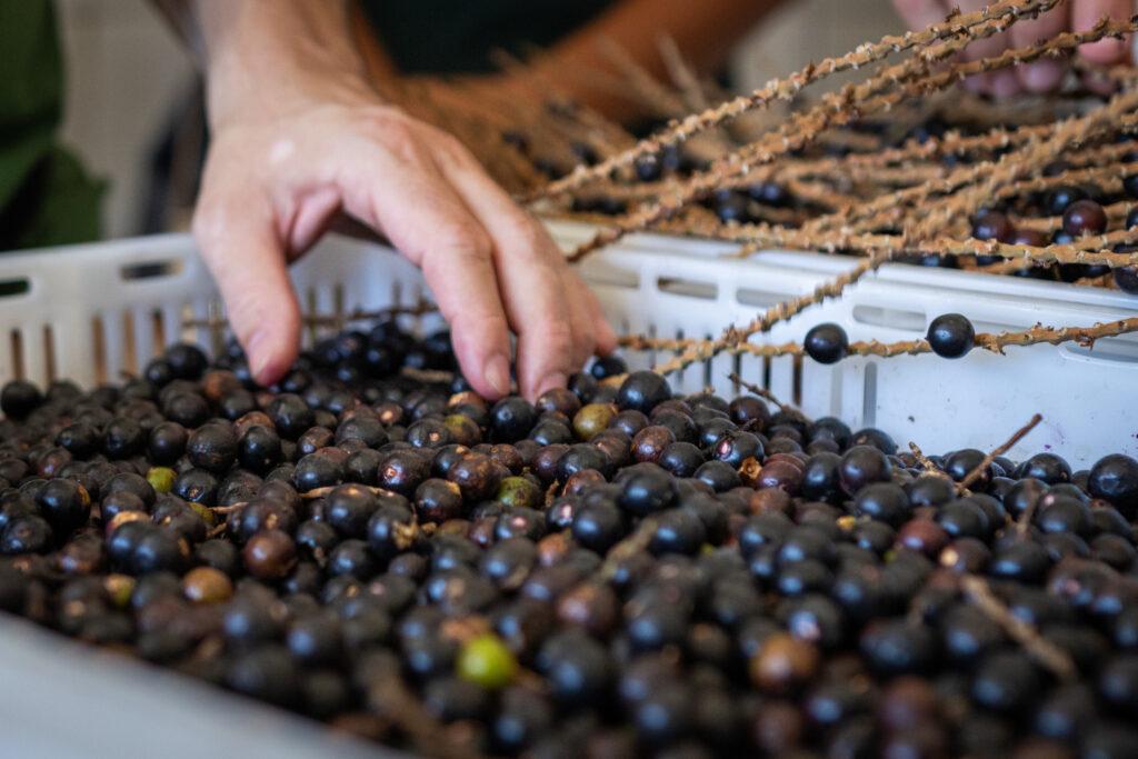 Fruto da palmeira juçara ganha espaço na gastronomia e pode se tornar uma alternativa econômica sustentável na Mata Atlântica