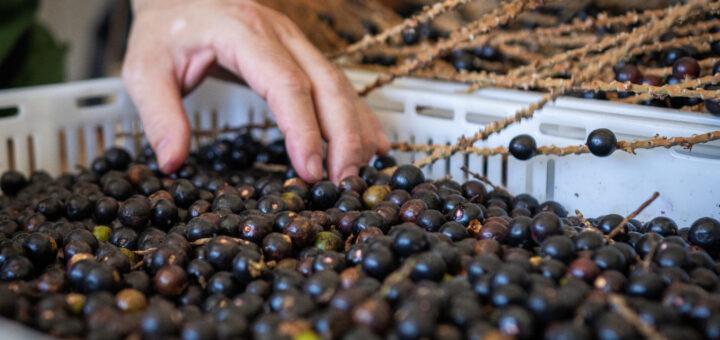 Fruto da palmeira juçara ganha espaço na gastronomia e pode se tornar uma alternativa econômica sustentável na Mata Atlântica