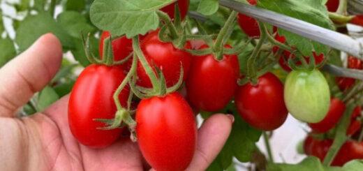 Prático, produtivo e delicioso: apaixone-se pelo Tomate Grape Frederico 