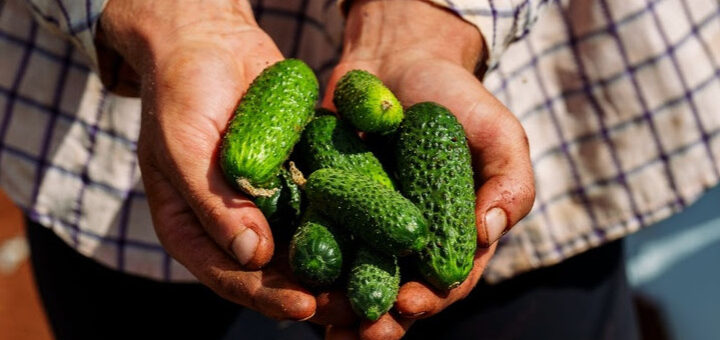 Pepino: conheça 5 curiosidades sobre o ingrediente presente em diferentes momentos de consumo