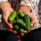 Pepino: conheça 5 curiosidades sobre o ingrediente presente em diferentes momentos de consumo