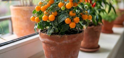 Do tomatinho laranja à abobrinha que vira espaguete: conheça cinco variedades para inovar na horta em agosto