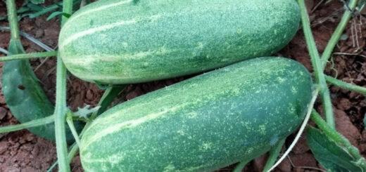 Aodai, japonês ou caipira? Entenda as diferenças entre os tipos de pepino