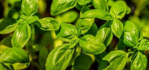 Manjericão em vaso: conheça 5 variedades para cultivar em casa e usar na cozinha