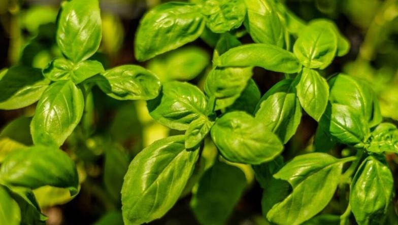 Manjericão em vaso: conheça 5 variedades para cultivar em casa e usar na cozinha