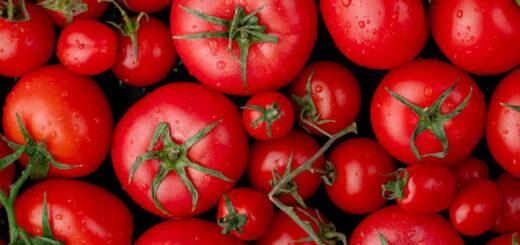 O tomate virou protagonista do prato e não apenas ingrediente
